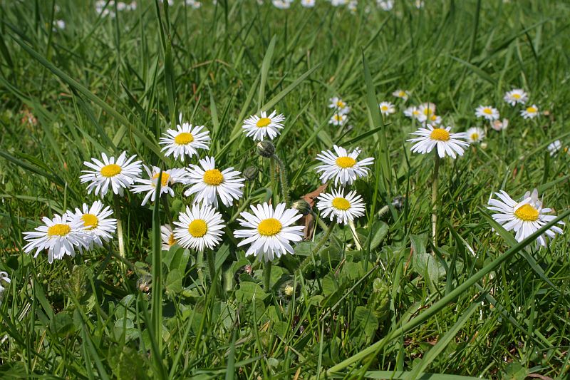 Nicht fressen hasen welche blumen Giftige Pflanzen