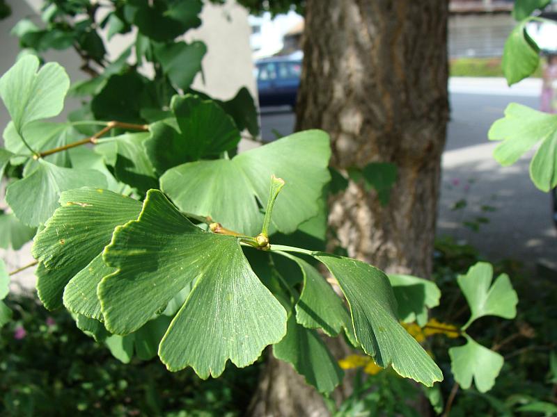 Bild:Ginkgo