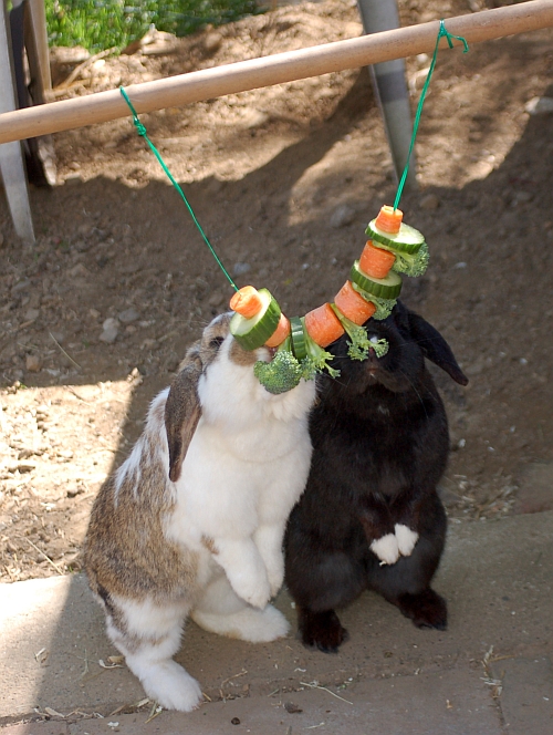 Spiele Für Kaninchen