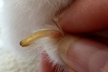 Krallenschneiden Schnittstelle ca. 8 mm vom Blutgefäss